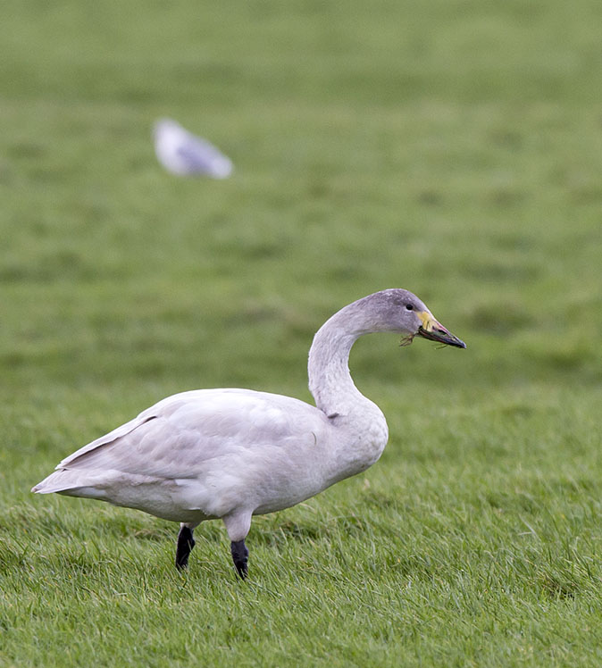 Kleine zwaan